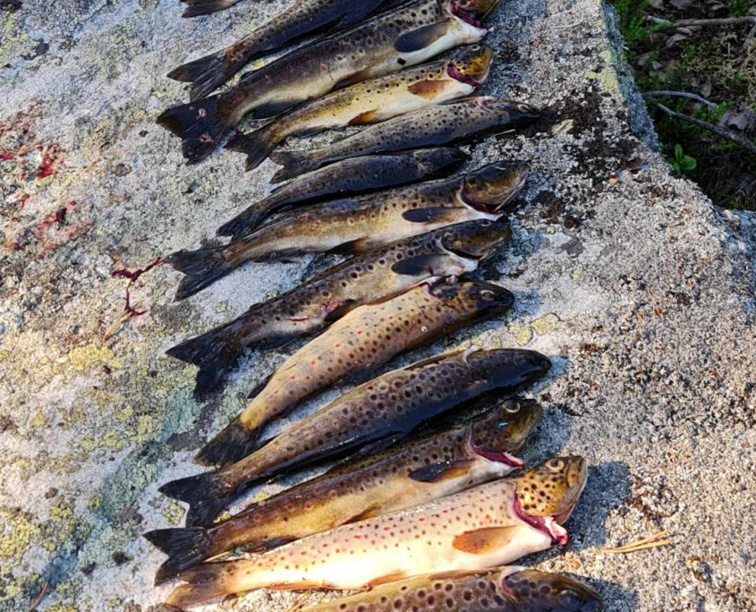 Fiske i Svansvann, Søtelifjell Vestfjell Eggedal